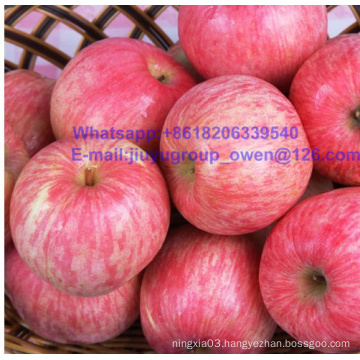 Top Quality Yantai Origin New Crop FUJI Apple